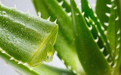 Loại cây là "thần dược" trong làm đẹp, có nhiều công dụng hữu ích