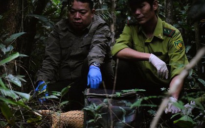 7 con tê tê Java được thả về tự nhiên