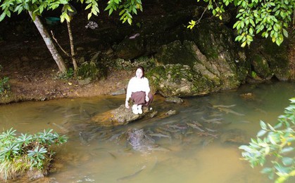 Có một suối "cá thần" khác ở Thanh Hóa mà nhiều người chưa biết