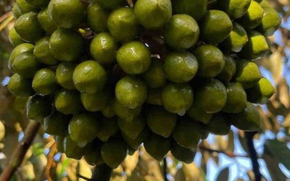 Chỉ trong 1 tháng, Trung Quốc chi gần 1 tỷ USD để mua một sản vật từ Việt Nam