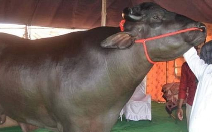 Con trâu màu đen giá 70 tỷ, anh nông dân vẫn "chưa ưng bán"