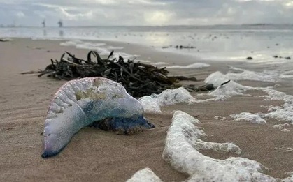 Những sinh vật có khả năng gây chết người dạt vào bãi biển nổi tiếng