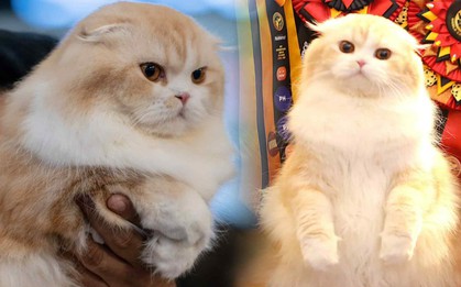 Lộ diện nhan sắc và thân thế của Hoa hậu mèo quốc tế Việt Nam 2025