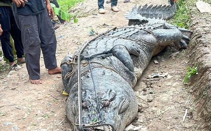 Người dân bắt được cá sấu khổng lồ dài 7 mét, nặng gần 1 tấn dưới sông