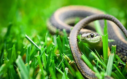7 loại mùi rắn rất sợ: Để quanh nhà rắn sẽ không dám tới gần