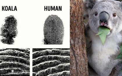 Những sự thật kỳ lạ trên thế giới mà ai cũng nghĩ là "fake", nhưng hóa ra thật 100%