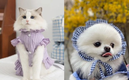 Không cần đặt hàng quốc tế, đồ hot cho "boss" xứ Trung giờ đã về Việt Nam: Rẻ hơn order 1/2 giá, lại freeship