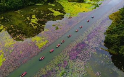 Tam Cốc ngọt lịm mùa hoa súng