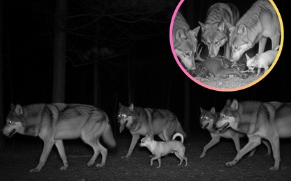 Sự thật ngỡ ngàng: Đến Chihuahua cũng mang dòng máu "sói" trong mình