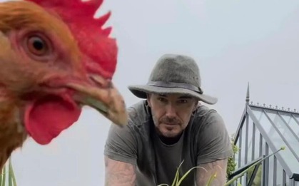 Cảnh tượng khó tin: David Beckham "bỏ phố về quê", trồng rau nuôi gà như nông dân
