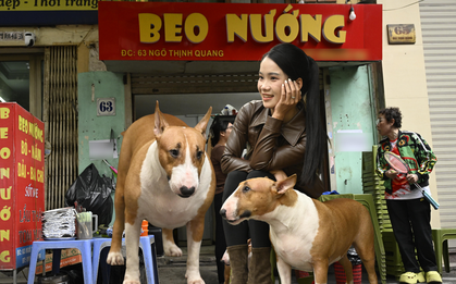 Cận cảnh chú chó “thần tài” nổi tiếng nhất Hà Nội hiện nay: Tiếp khách mệt nghỉ, giúp quán tăng doanh thu cao ngất