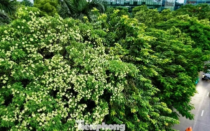 Vừa 'chạm đông', Hà Nội vẫn say trong hương hoa sữa