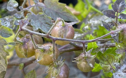 Ở "phòng thí nghiệm sống" của Darwin, một thứ đang tiến hóa ngược