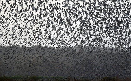 Hàng triệu con chim có hành vi lạ trên bầu trời, nhà khoa học cảnh báo: Dấu hiệu chẳng lành cho nhân loại