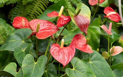 Loài cây giúp gia chủ "đổi vận": Cây càng thịnh người vượng, tình tài đỏ rực như son