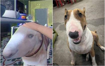 Thông báo khẩn từ chủ quán nướng Hà Nội có chú chó giống hệt “cậu Vàng” trong game Phở Anh Hai