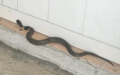 5 thứ âm thầm dụ rắn vào nhà