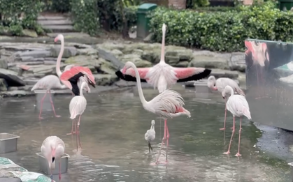 Thảo Cầm Viên đón tin vui "chấn động" sau 20 năm