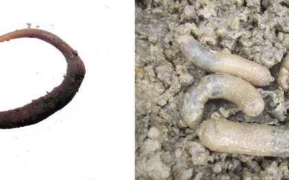 Báu vật của Cần Giờ đang cạn kiệt