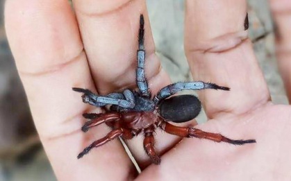 Các nhà khoa học tìm thấy một loài nhện nửa đực, nửa cái ở Thái Lan