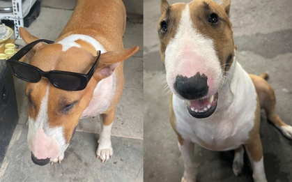 Cam thường bắt cận "thần thái" chú chó giống hệt Cậu Vàng (Mr. Gold) ngoài đời