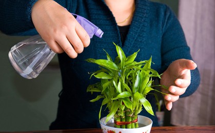 8 loại cây hàng đầu thu hút tài lộc cho bàn làm việc của bạn, đặc biệt nên trồng trong năm 2026!