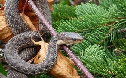 5 thứ khiến rắn sợ hãi