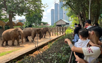 Thảo Cầm Viên Sài Gòn bỏ túi 450 triệu đồng/ngày