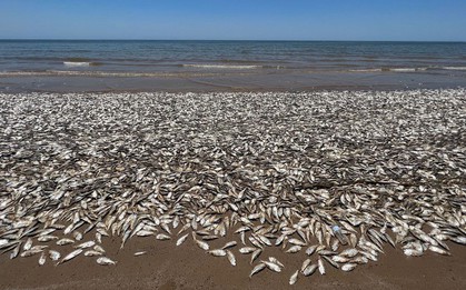 Hàng triệu con cá đang gặp hiện tượng lạ bên bờ biển, chuyên gia cảnh báo: Chuyện này có thể gây ra hậu quả khủng khiếp cho nhân loại