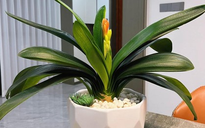 “Tôi hối hận vì đã trồng lan quân tử suốt 7 năm”: Tưởng bình yên, ai ngờ là gánh nặng khó chịu nhất trong nhà