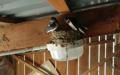 3 dấu hiệu dự báo Thần Tài đến nhà, gia chủ trúng mánh giàu to