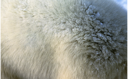 Mấy sợi lông êm mượt này có thể cứu giúp nhân loại