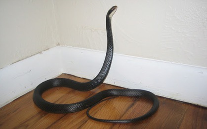 5 thứ quanh nhà dễ dụ rắn đến và cách khắc phục hiệu quả