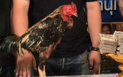 Con gà chọi được trả 2,3 tỷ đồng, chủ gà liền đồng ý bán