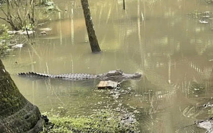 Cần Thơ: Cá sấu xuất hiện sát nhà dân, cơ quan chức năng vào cuộc