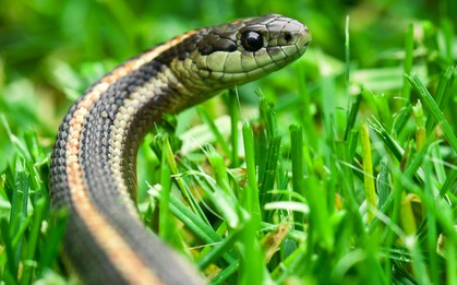 8 loài cây là "khắc tinh" của rắn