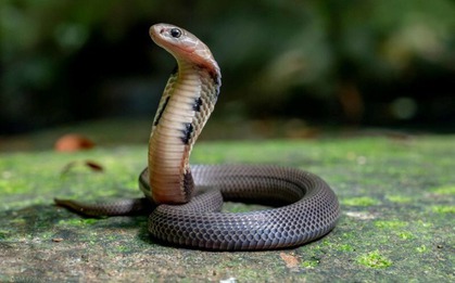 5 loài vật vào nhà báo điềm xui, thầy phong thủy khuyên chớ coi thường