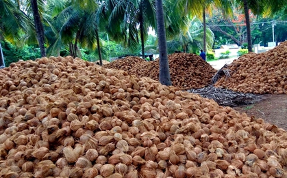 Một 'sản vật' triệu USD của Việt Nam được Mỹ, Trung Quốc ồ ạt thu mua, nước ta là nhà xuất khẩu top 5 thế giới