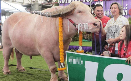 Mang con trâu có màu "lạ" đi bán, người đàn ông "ôm" 12 tỷ đồng về nhà