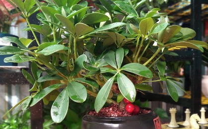 Loài cây "dễ chiều" hơn kim tiền 100 lần, trồng đâu xanh đó, tài lộc kéo vào nhà