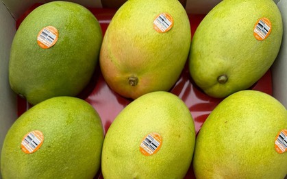 Một loại trái cây nhập khẩu từ Úc về Việt Nam giá hơn nửa triệu đồng/kg, gấp nhiều lần hàng nội
