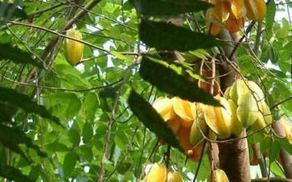 1 loài cây "hút lộc" cho chủ: Cây càng thịnh thì người càng giàu sang