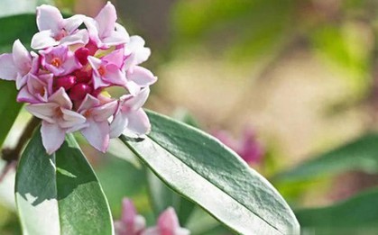 5 loại hoa thanh lọc không khí trong nhà