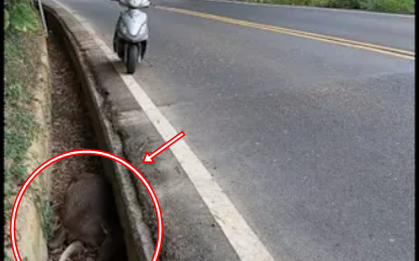 Con vật nặng hơn 100kg chết bất thường trong mương giữa dịch bệnh: Cư dân lo ngại, chính quyền vào cuộc