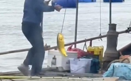 Người đàn ông câu được con cá vàng trị giá 74 triệu đồng trên biển