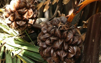 Loại quả mọc đầy ở Việt Nam khiến người Trung Quốc mê mẩn: Vừa mát vừa bổ, giới sành ăn cực “săn đón”