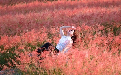 Đồi cỏ hồng như phim Hàn giữa cao nguyên Mộc Châu