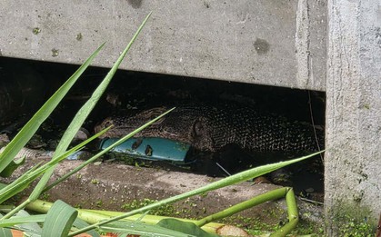 Kỳ đà kéo theo một chiếc túi, người dân thấy lạ nên đến kiểm tra thì tái mặt, vội báo cảnh sát