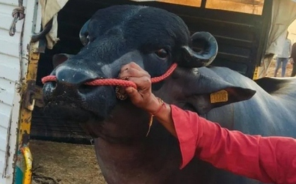Con trâu màu đen khổng lồ có giá gần 62 tỷ đồng