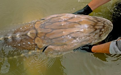 Gặp "thủy quái nước ngọt" dài hơn 6m, nặng gần 700kg: Cá thể hiếm đến mức cả thập kỷ mới thấy một lần